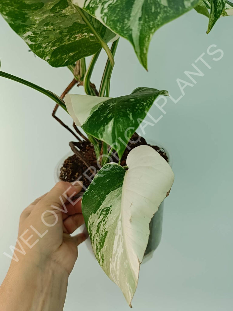 Monstera variegata albo