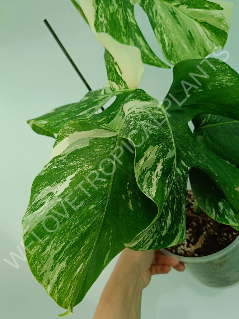 Monstera variegata albo