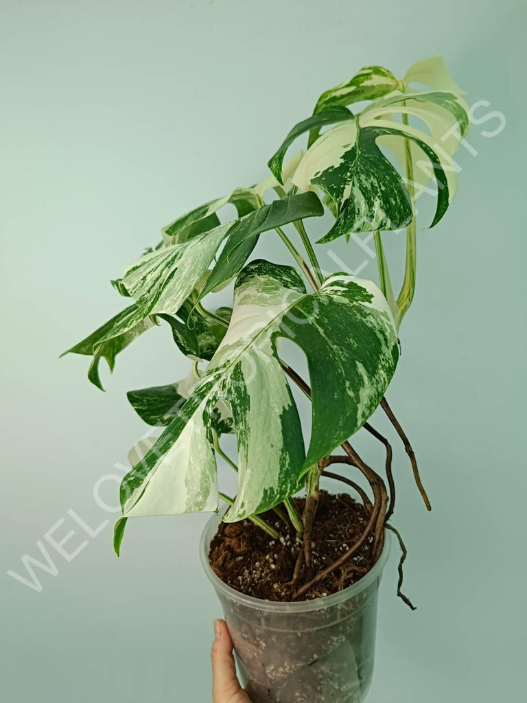 Monstera variegata albo