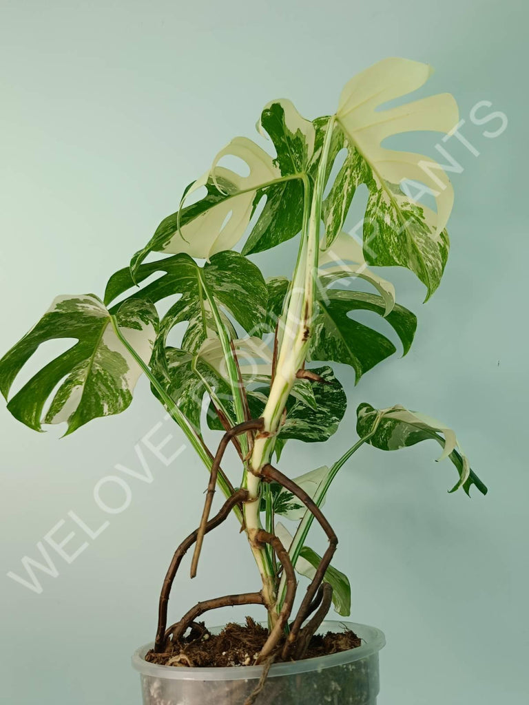 Monstera variegata albo