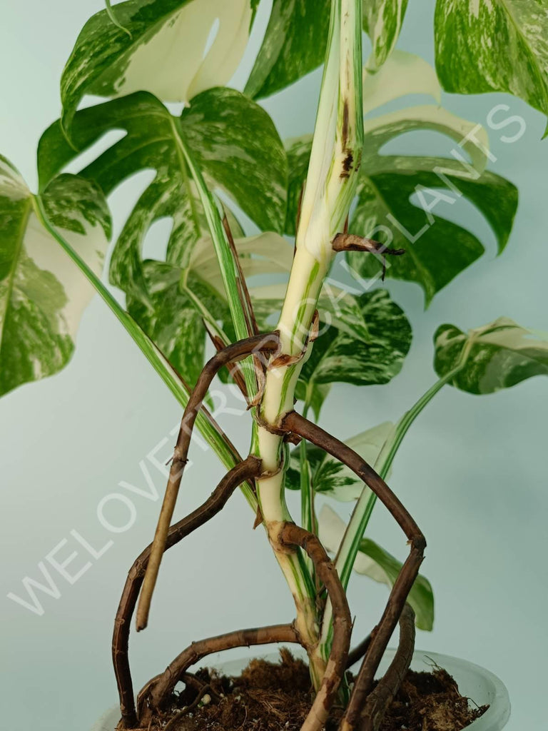 Monstera variegata albo