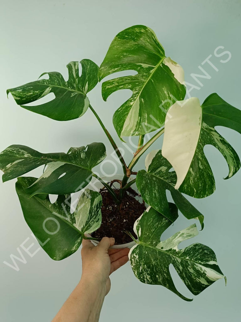 Monstera variegata albo