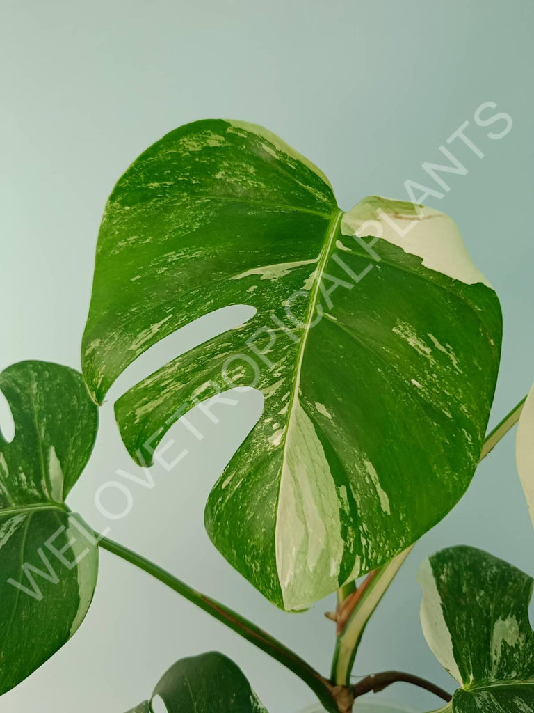 Monstera variegata albo