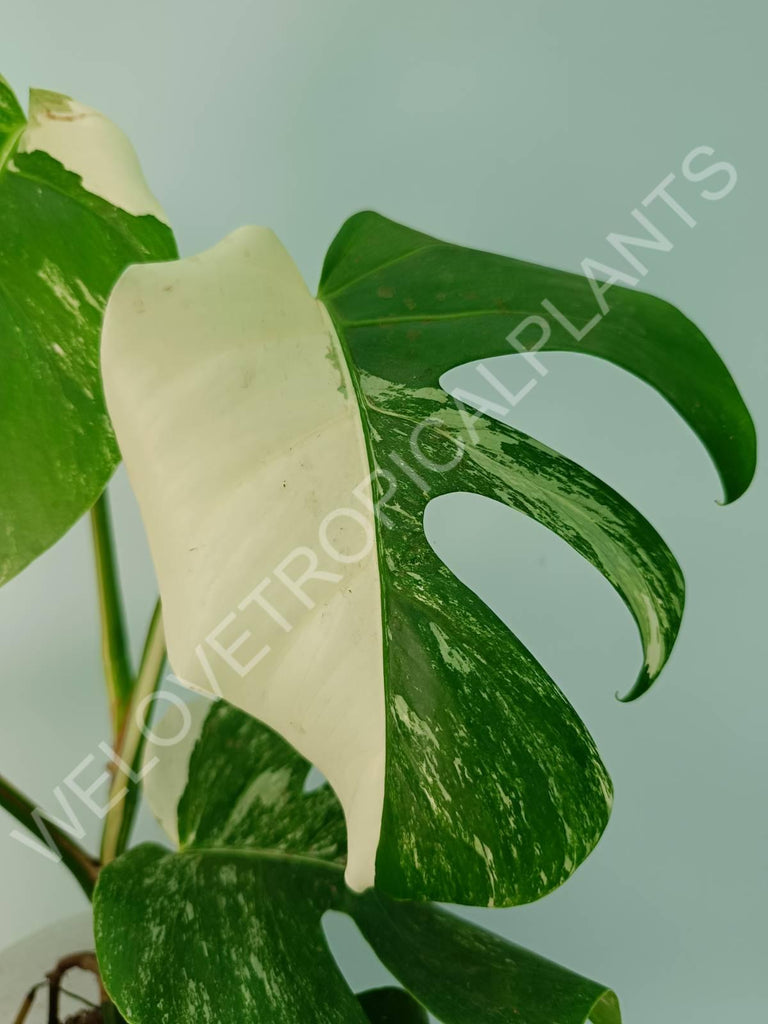 Monstera variegata albo