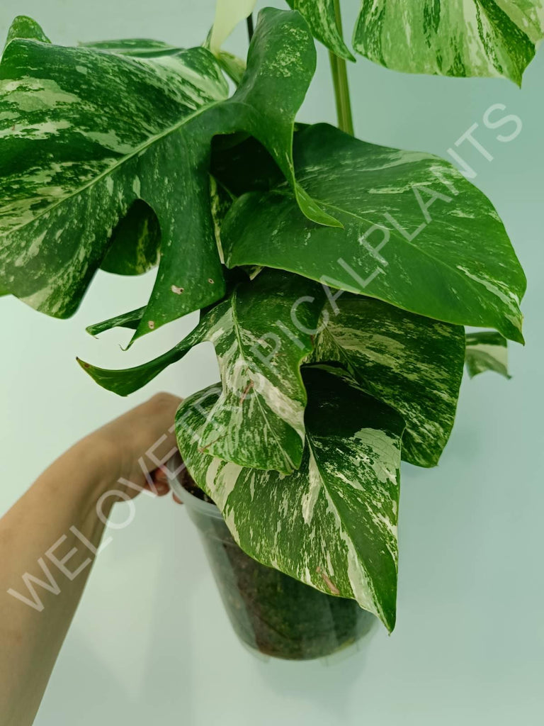 Monstera variegata albo