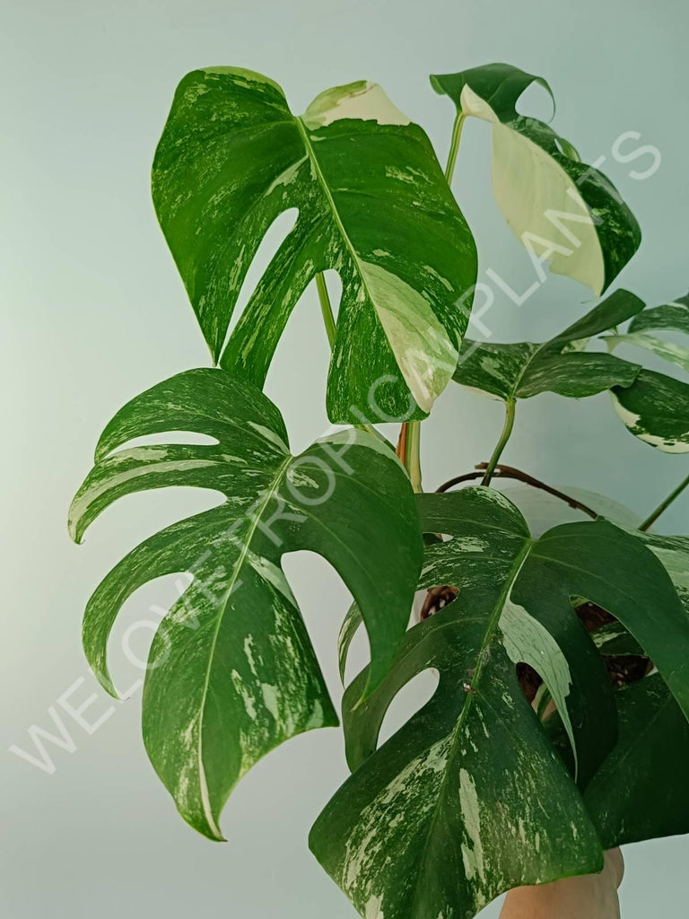 Monstera variegata albo