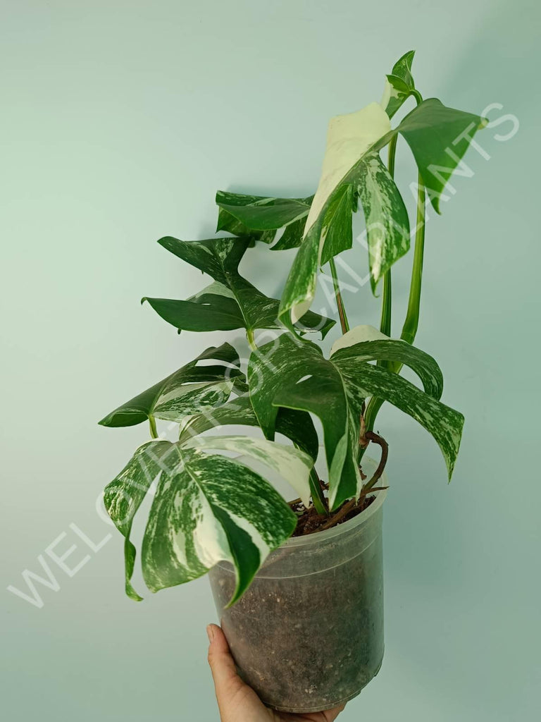 Monstera variegata albo