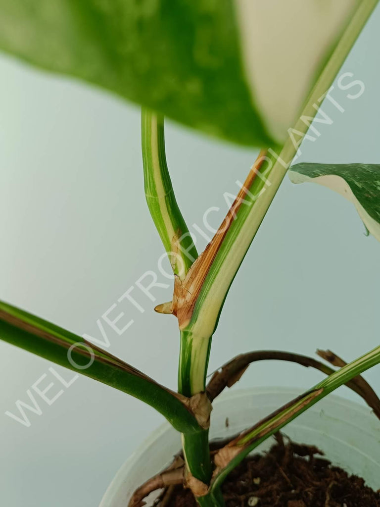 Monstera variegata albo