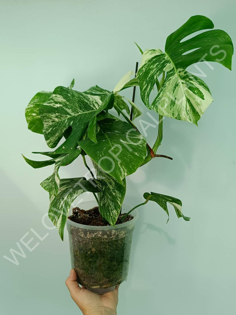 Monstera variegata albo