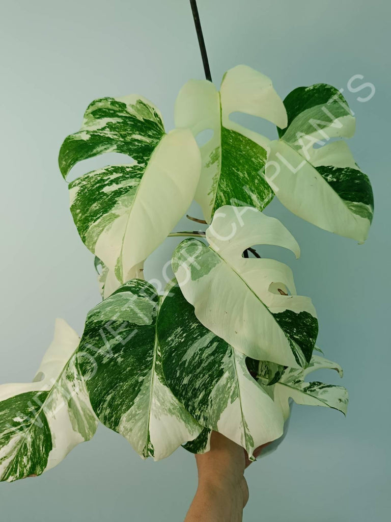 Monstera variegata albo extra white