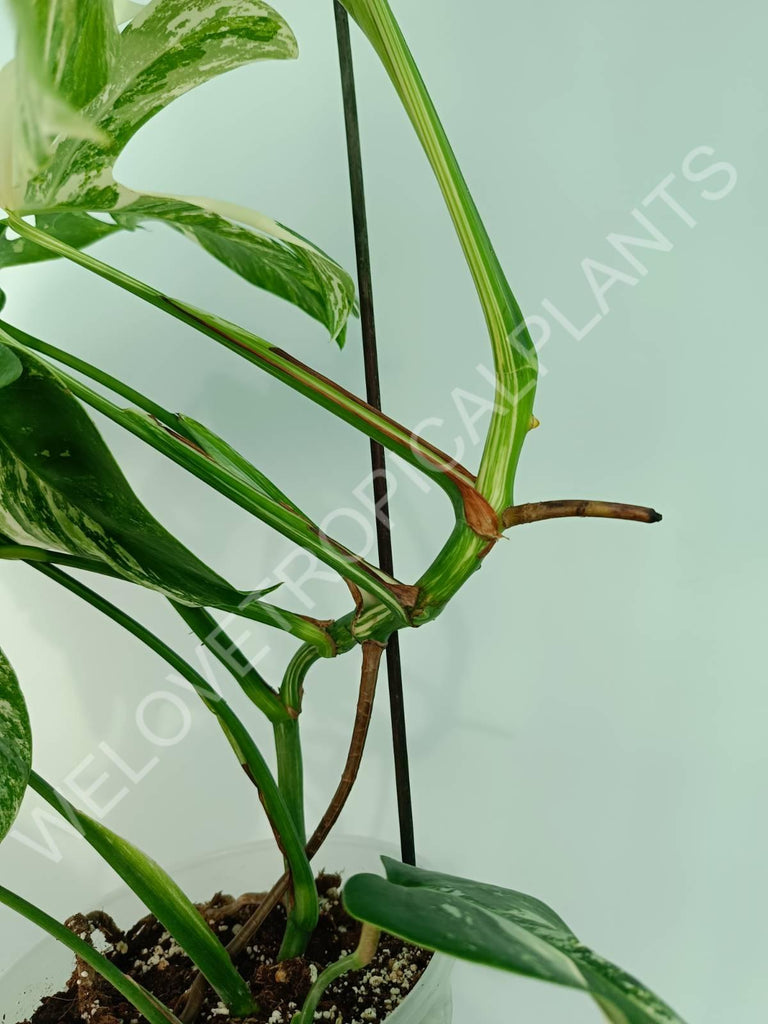 Monstera variegata albo