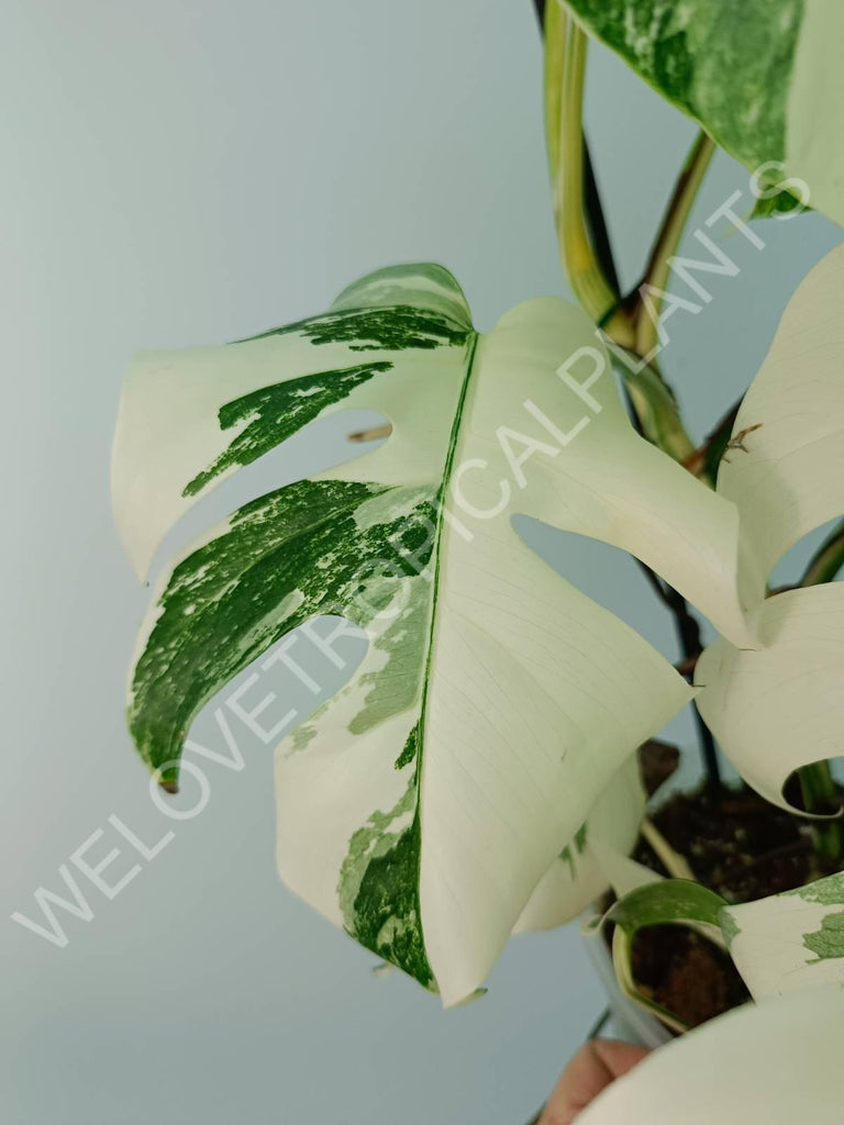 Monstera variegata albo extra white