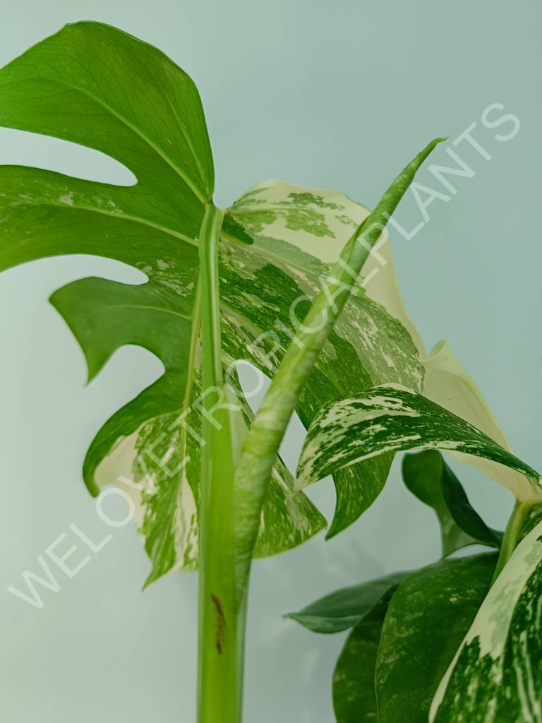 Monstera variegata albo