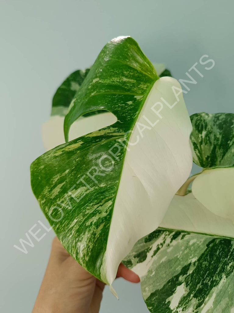 Monstera variegata albo HALFMOON