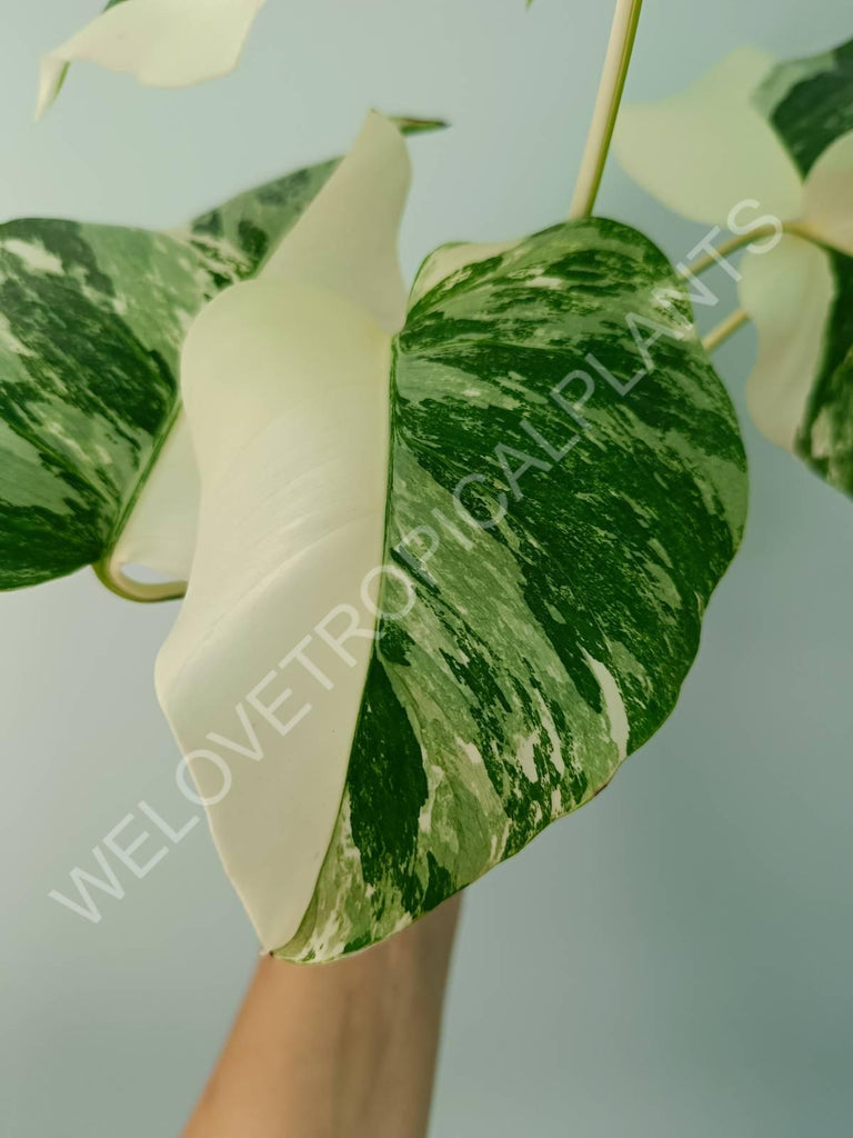 Monstera variegata albo HALFMOON