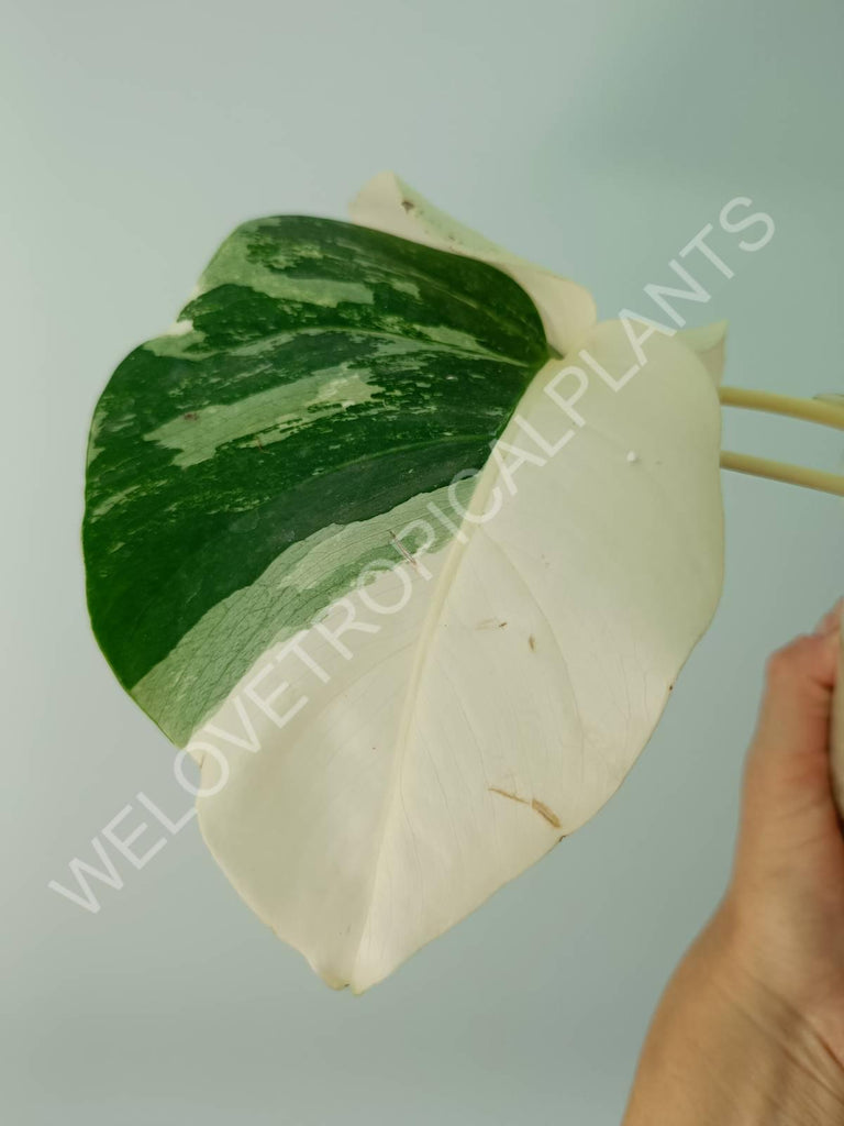 Monstera variegata albo HALFMOON