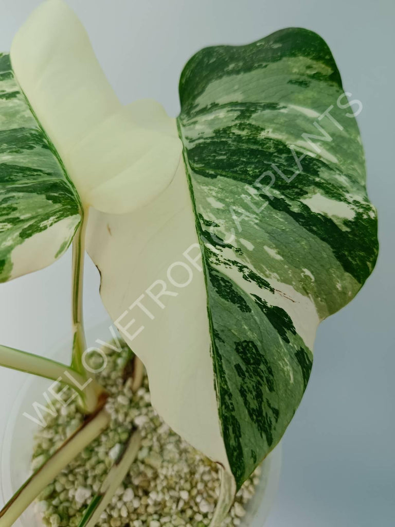 Monstera variegata albo HALFMOON