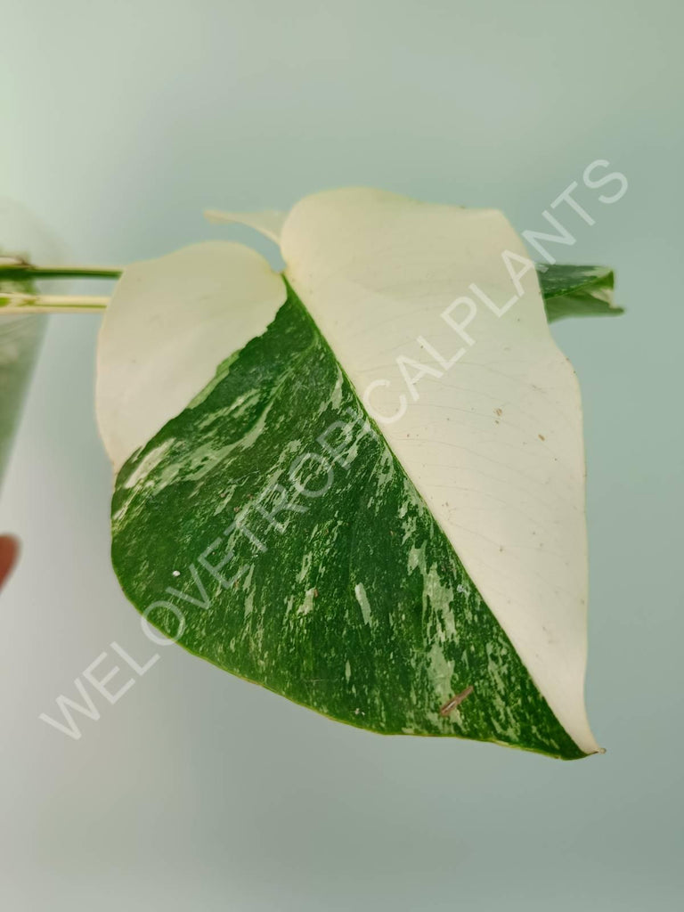 Monstera variegata albo HALFMOON