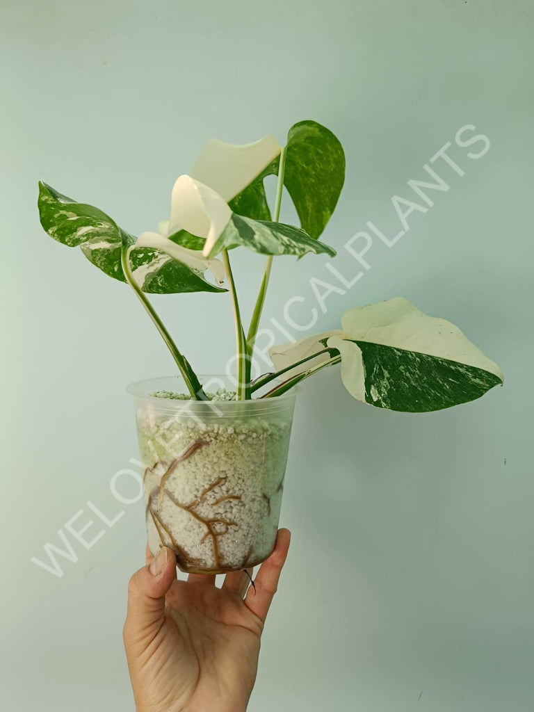 Monstera variegata albo HALFMOON