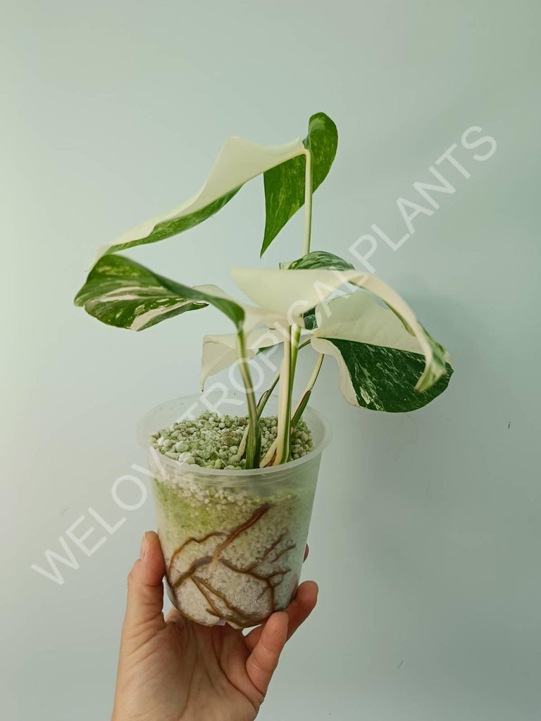 Monstera variegata albo HALFMOON