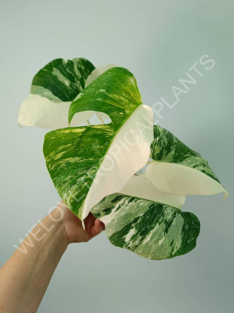 Monstera variegata albo HALFMOON