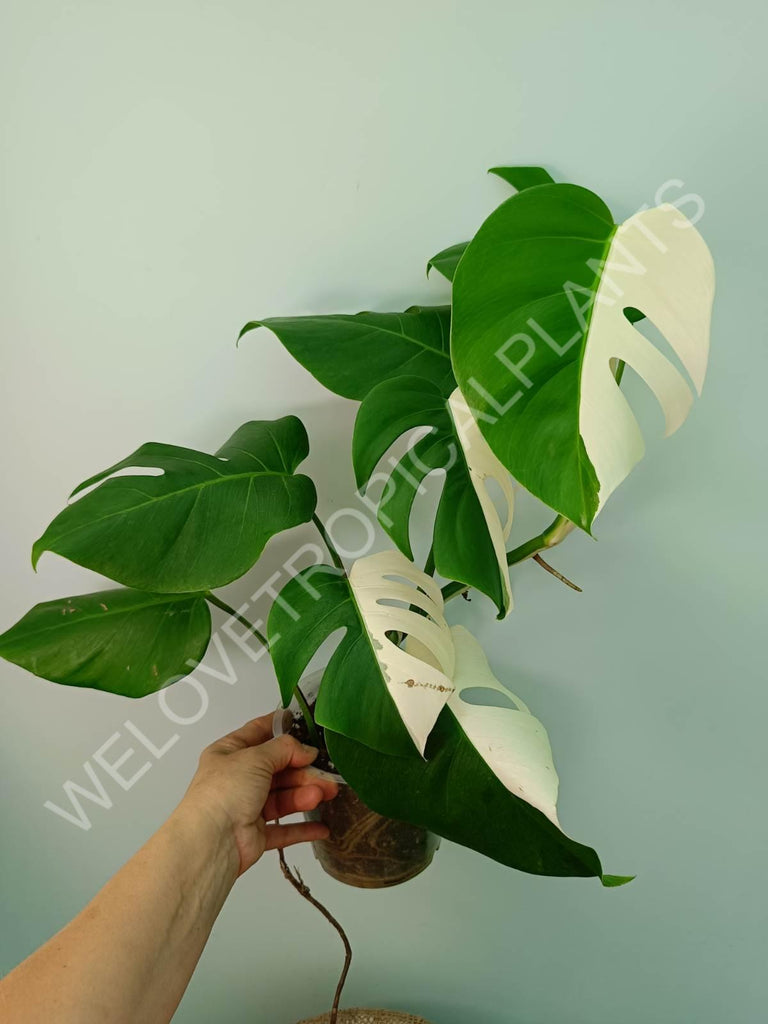 Monstera variegata albo