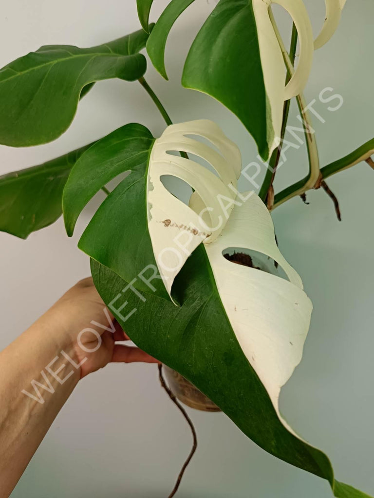 Monstera variegata albo