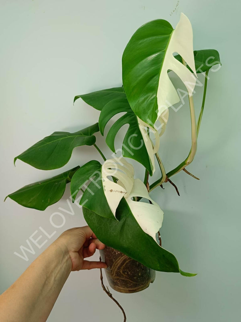 Monstera variegata albo