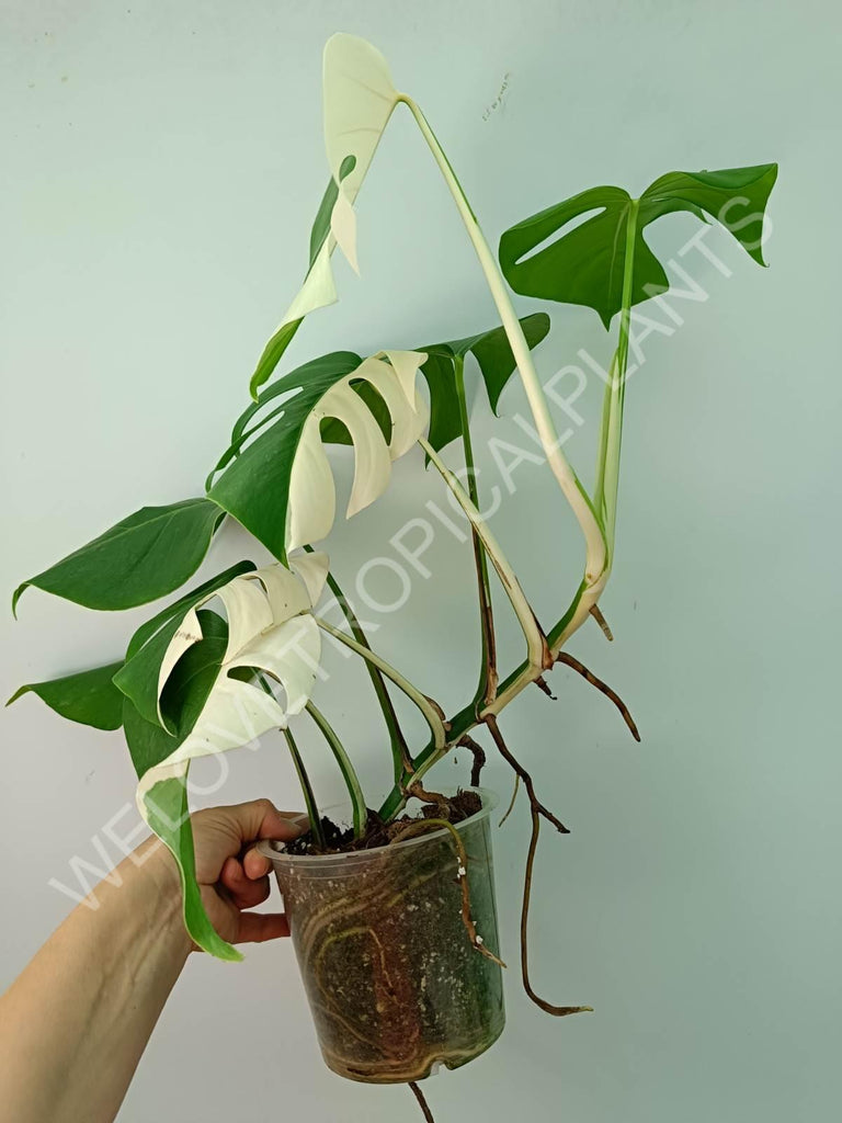 Monstera variegata albo