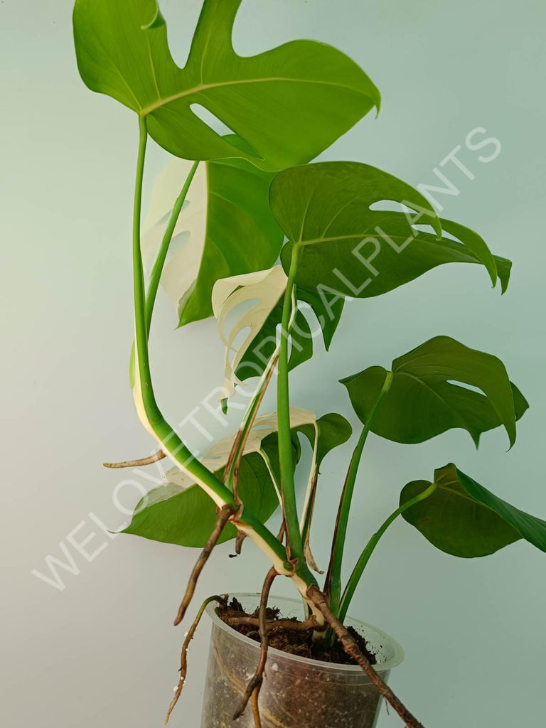 Monstera variegata albo