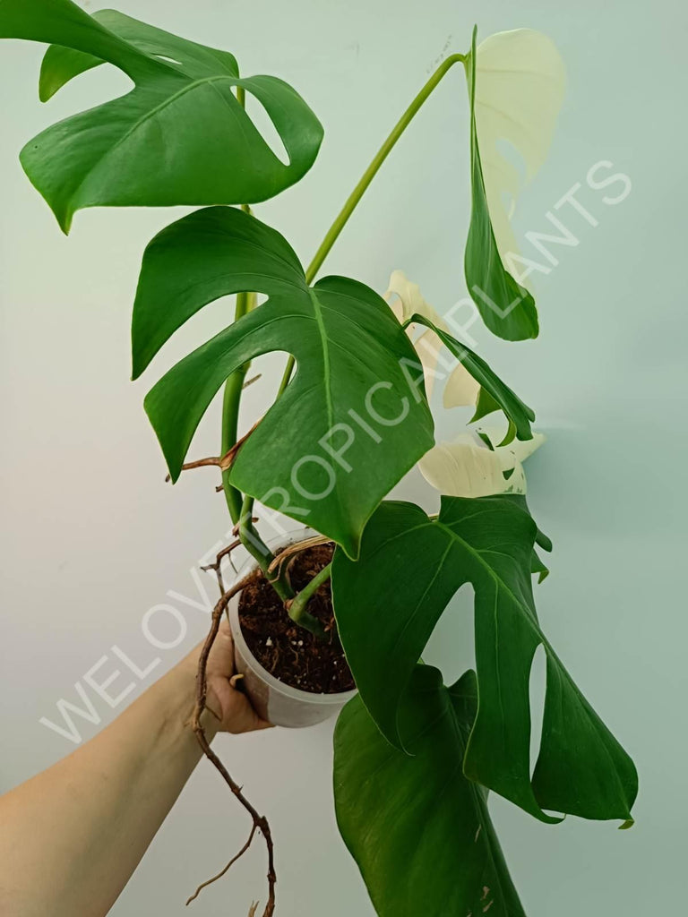 Monstera variegata albo