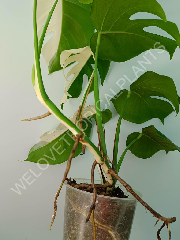 Monstera variegata albo