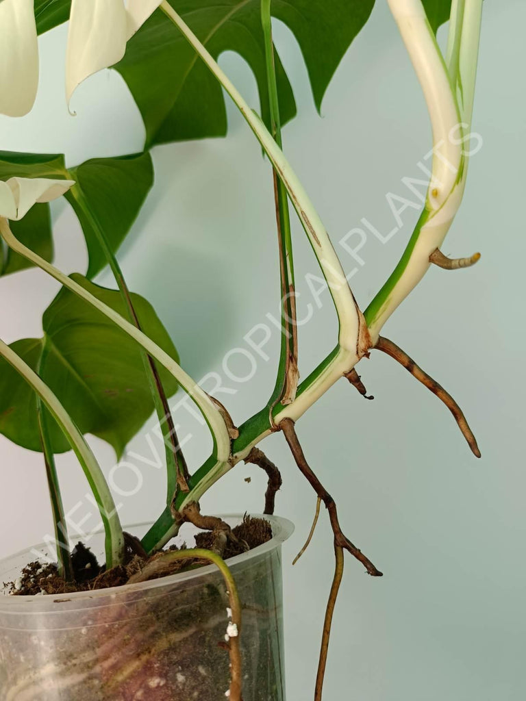 Monstera variegata albo