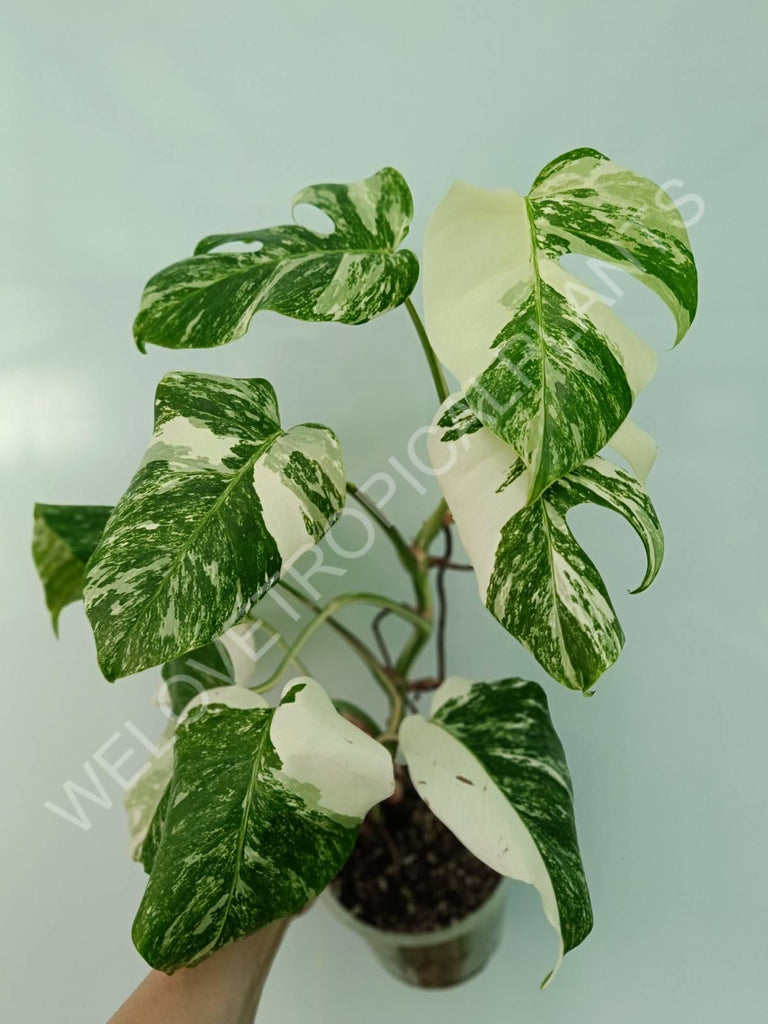 Monstera variegata albo