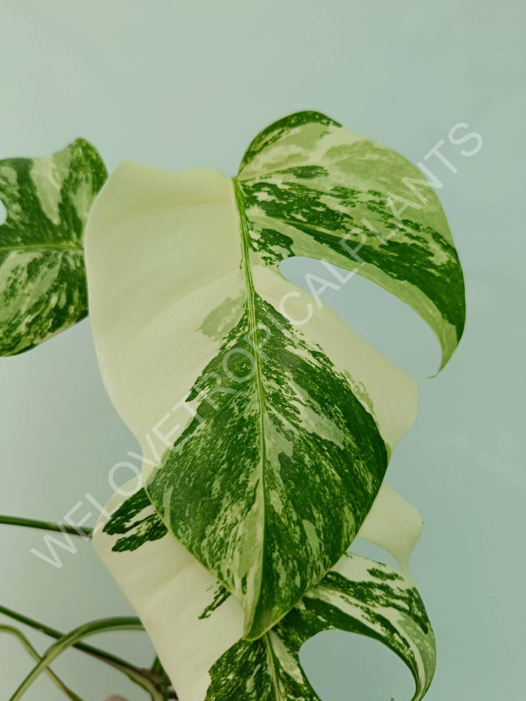 Monstera variegata albo