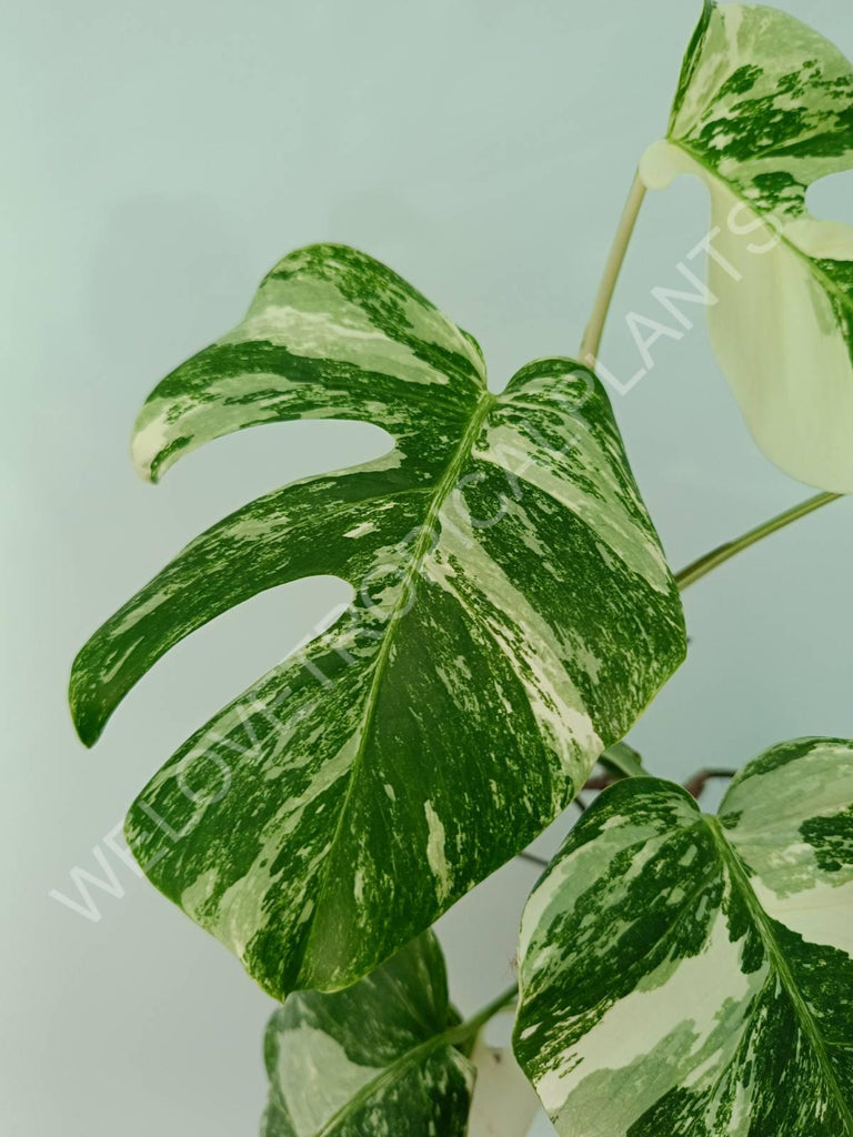 Monstera variegata albo