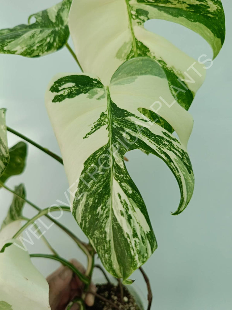 Monstera variegata albo