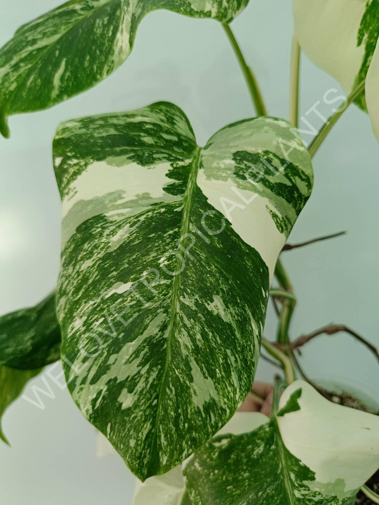 Monstera variegata albo