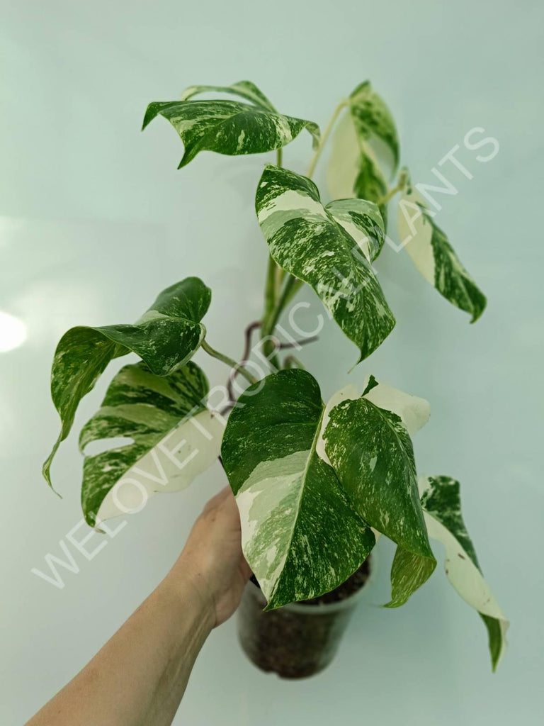 Monstera variegata albo