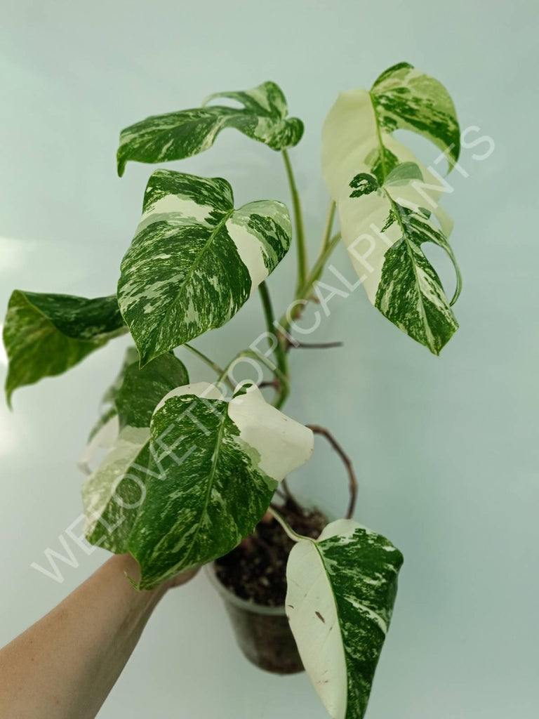 Monstera variegata albo