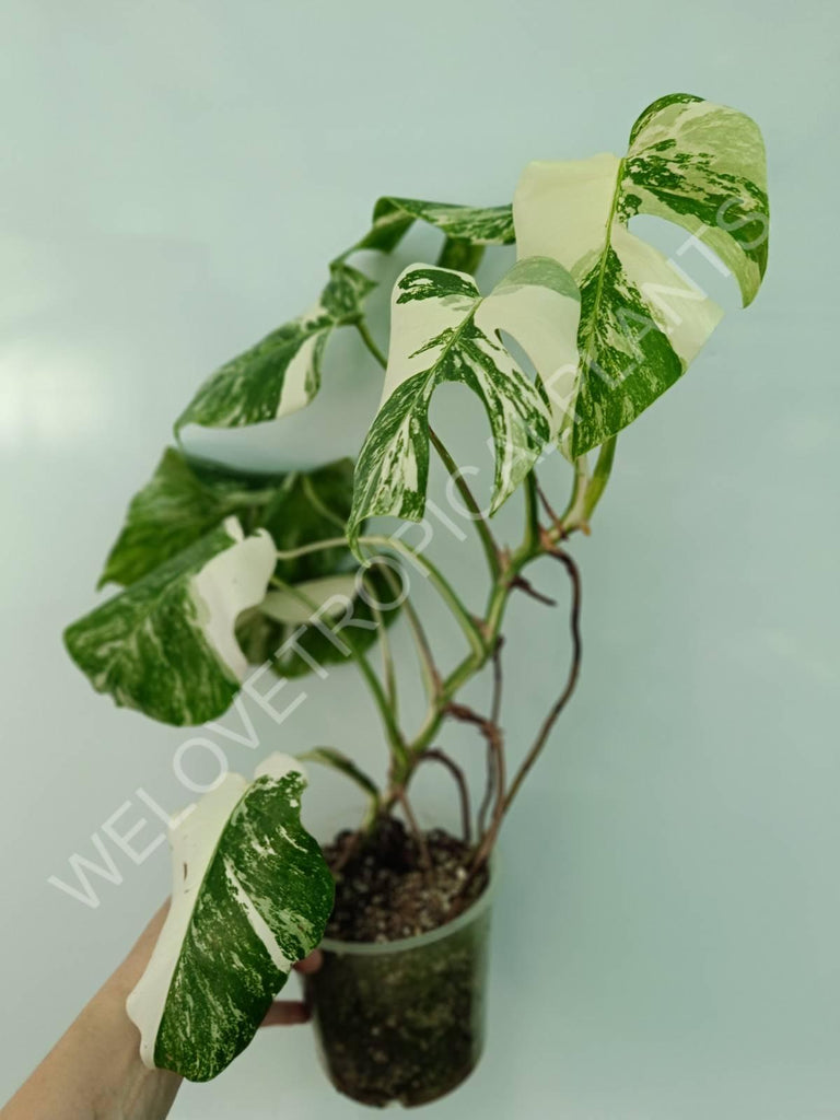 Monstera variegata albo