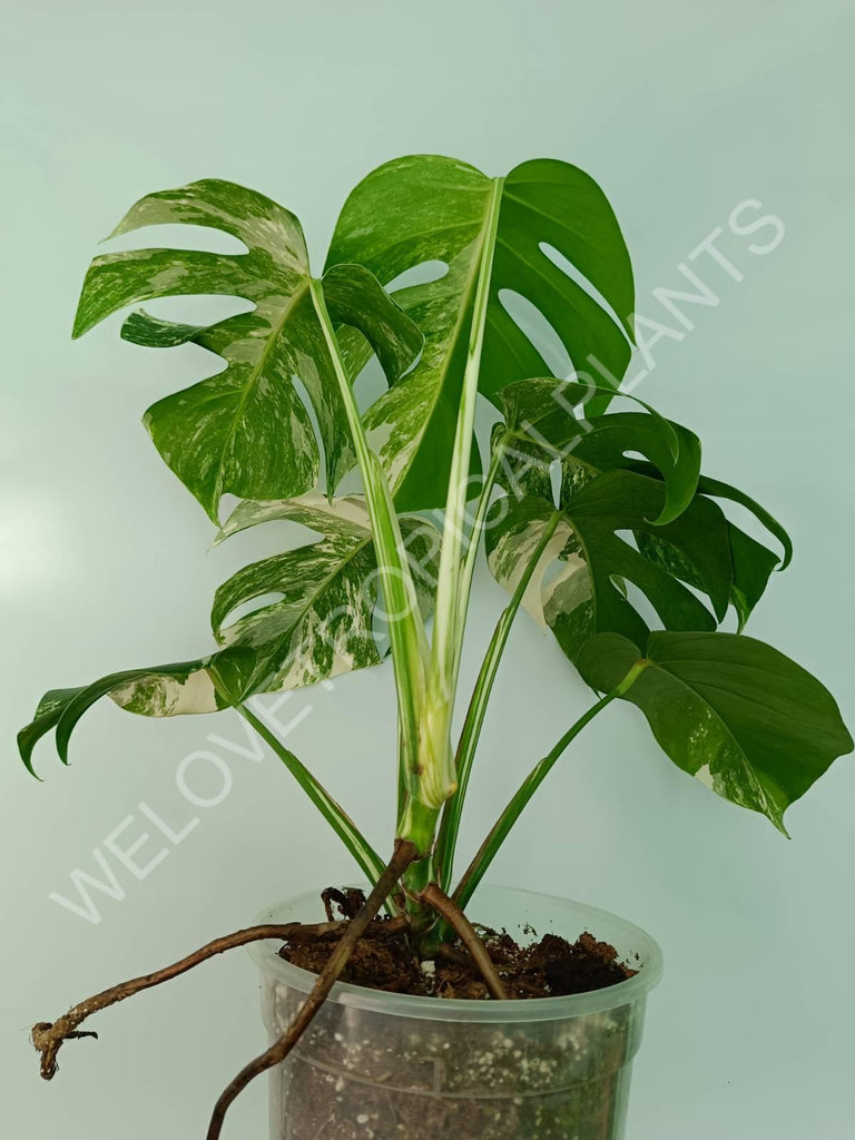 Monstera variegata albo