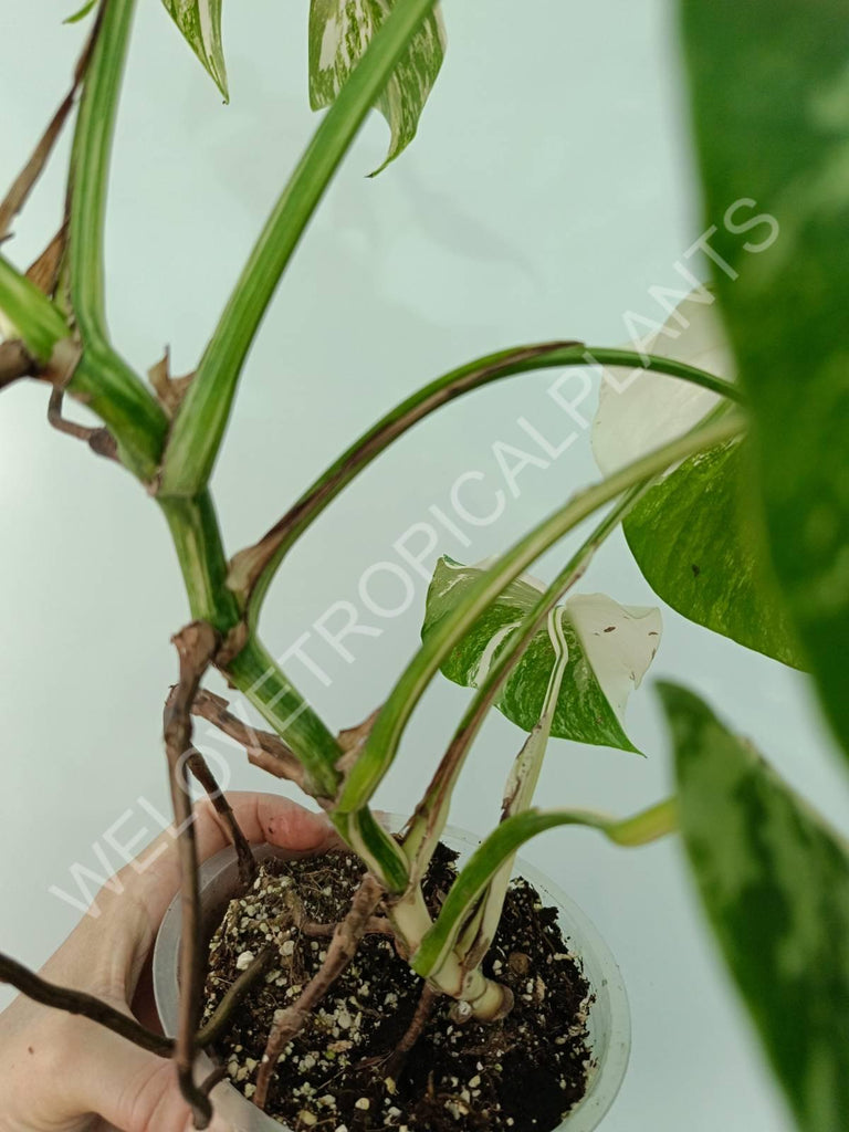 Monstera variegata albo