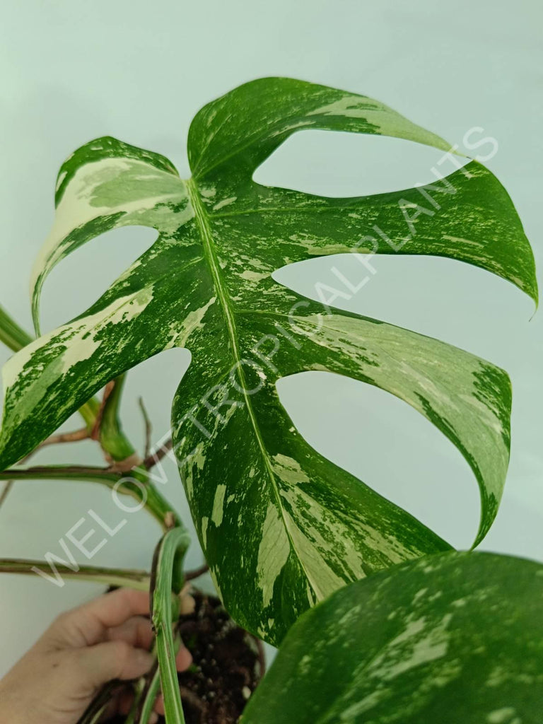 Monstera variegata albo