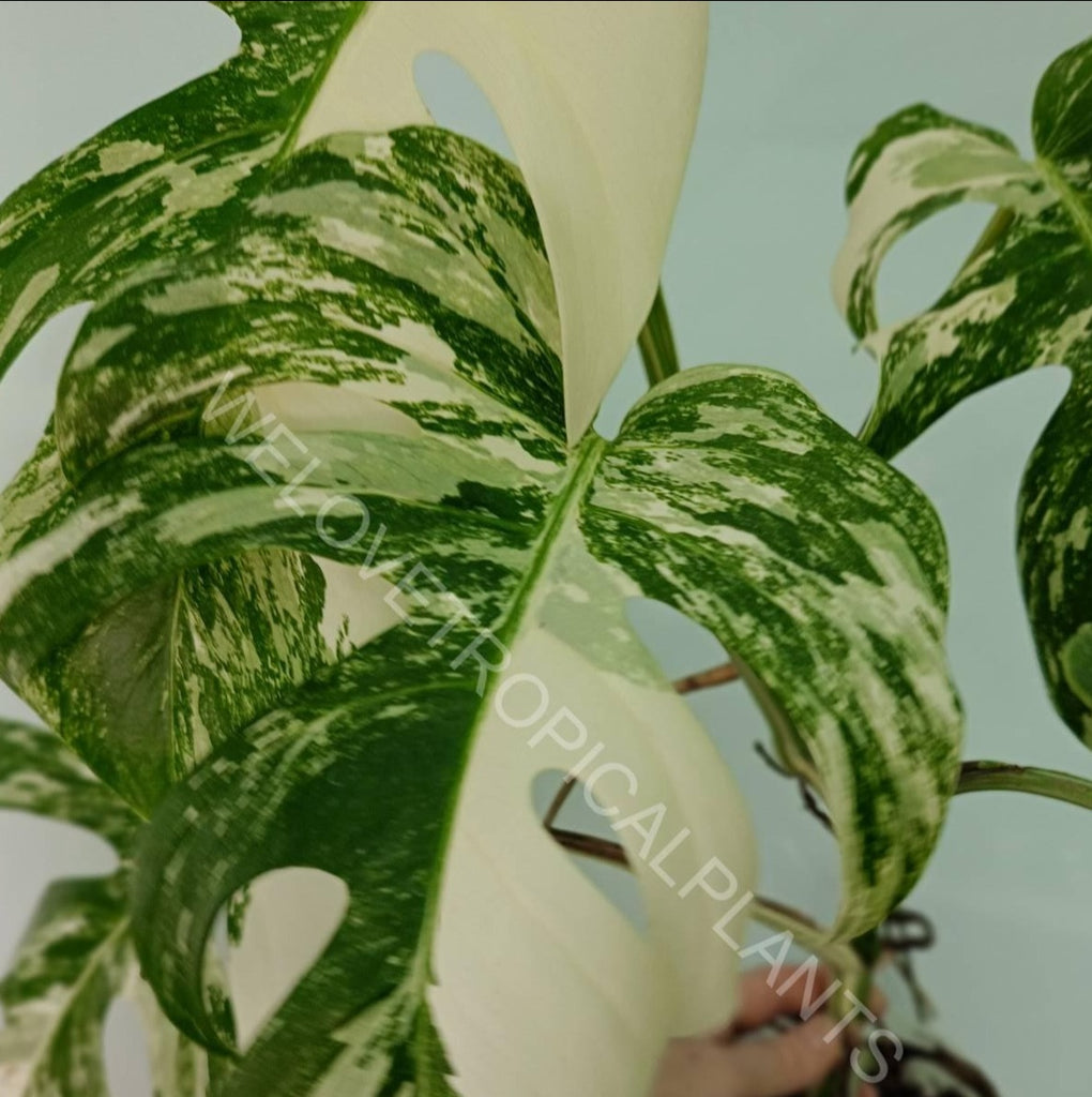 Monstera variegata albo