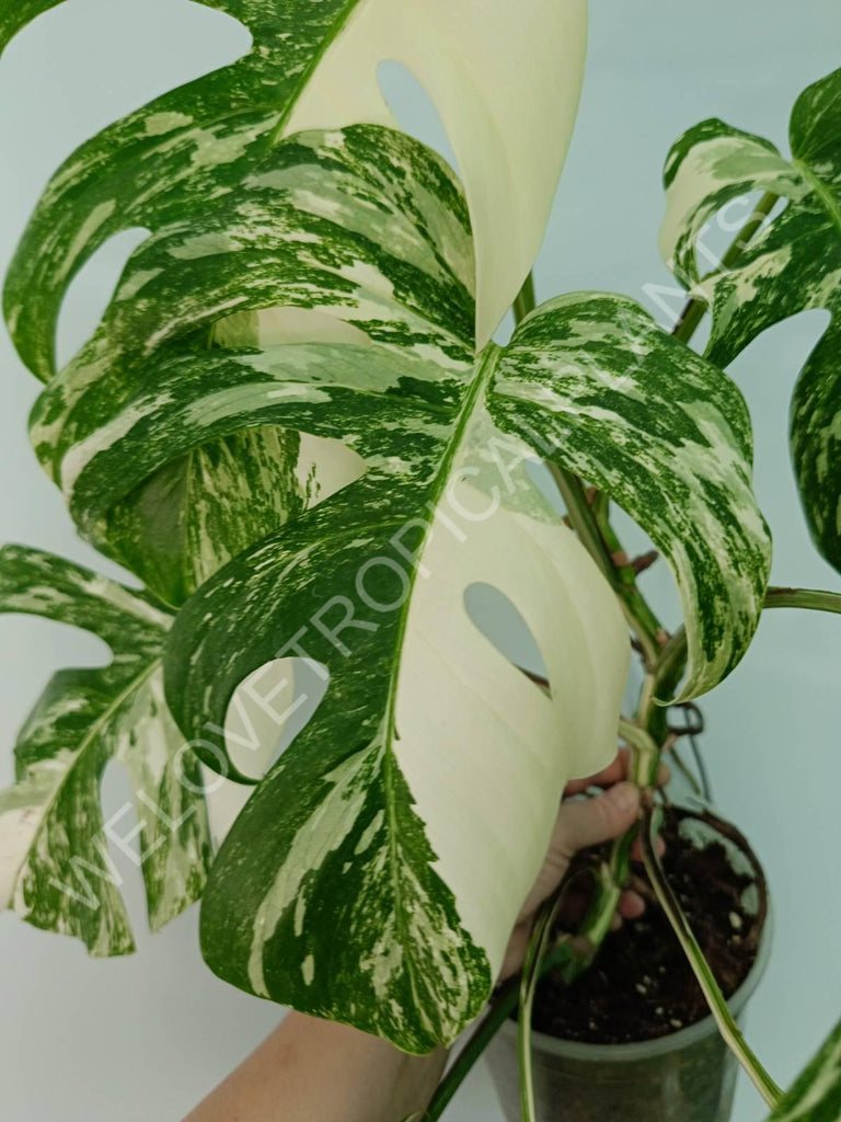 Monstera variegata albo