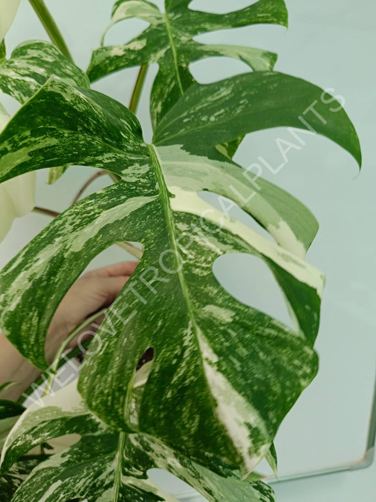 Monstera variegata albo