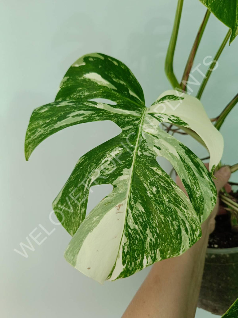 Monstera variegata albo