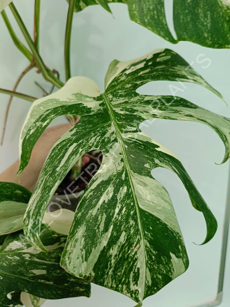 Monstera variegata albo