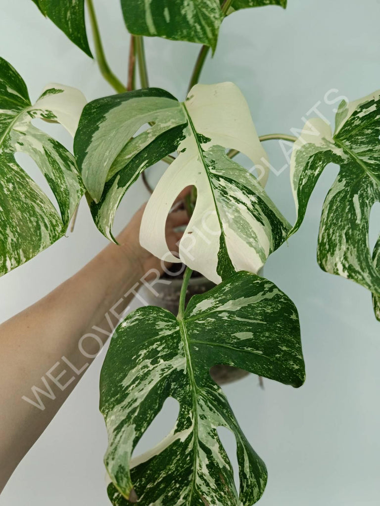 Monstera variegata albo